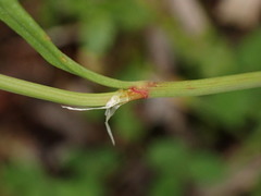 Luzula taiwaniana