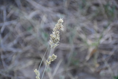 Eragrostis secundiflora