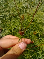 Cosmos caudatus