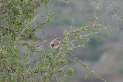 Lanius isabellinus