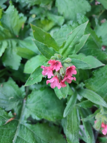 Image of Pulmonaria rubra by (c) xulescu_g, some rights reserved (CC BY-SA)