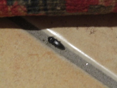 Orthostethus infuscatus