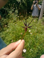Cosmos caudatus