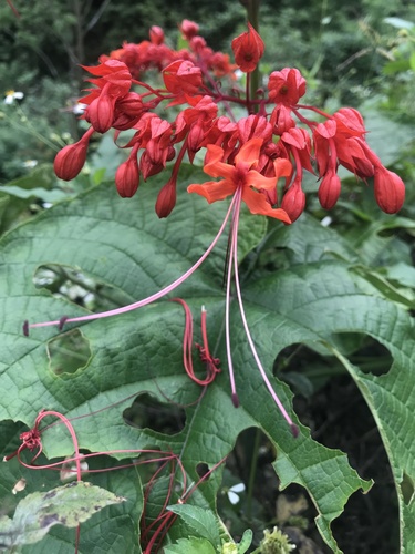 Japanese Glorybower