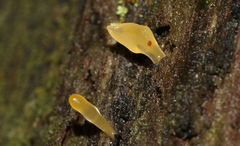 Heterotextus miltinus