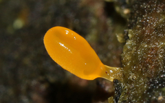 Heterotextus miltinus