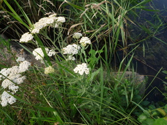 Achillea pannonica