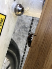 Cantharis fusca