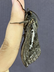 Abantiades argentata