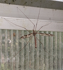 Tipula maxima