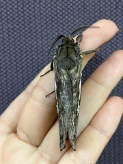 Abantiades argentata