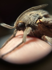 Abantiades argentata