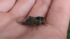 Cicadetta