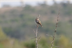 Crithagra reichenowi