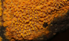 Phlebia subceracea