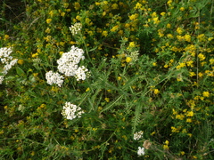 Achillea pannonica