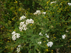 Achillea pannonica