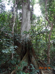 Piptadeniastrum africanum