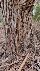 Eucalyptus baxteri