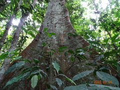 Piptadeniastrum africanum