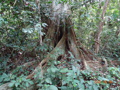 Piptadeniastrum africanum