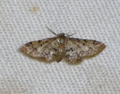 Idaea pervertipennis