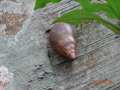 Achatina