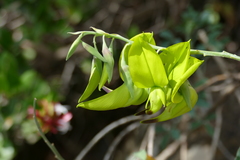 Crotalaria laburnifolia