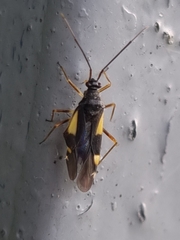 Dryophilocoris flavoquadrimaculatus