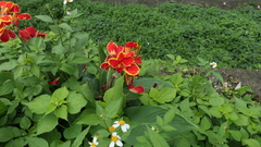 Canna × generalis