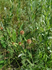 Centaurea trichocephala