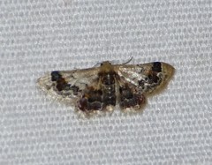 Idaea asceta
