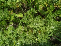 Artemisia pontica