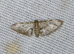 Idaea pervertipennis