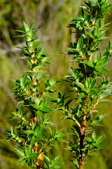 Cliffortia lanceolata