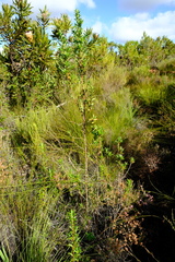 Cliffortia lanceolata