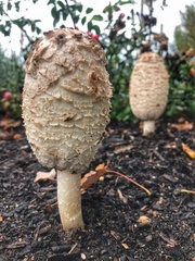 Coprinus comatus