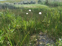 Scorzonera parviflora