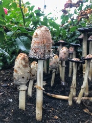 Coprinus comatus