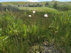 Scorzonera parviflora