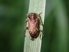 Exocentrus venatoides
