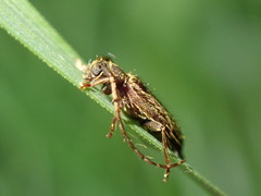 Exocentrus venatoides