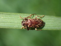 Exocentrus venatoides