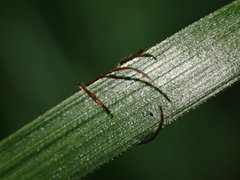 Exocentrus venatoides