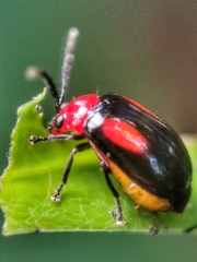 Arcastes biplagiata