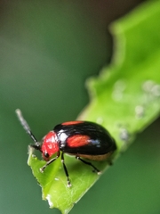 Arcastes biplagiata