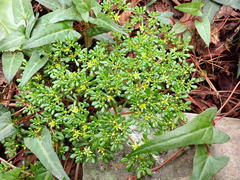 Sedum erythrospermum
