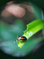 Arcastes biplagiata