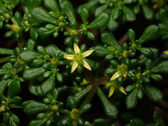 Sedum erythrospermum