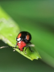 Arcastes biplagiata